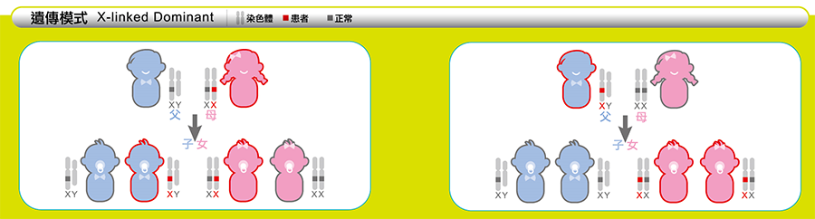 X染色體脆折症遺傳方式
