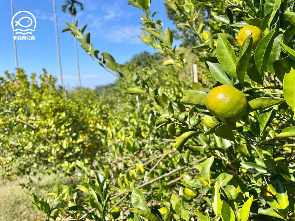 津-南寮椪柑觀光果園