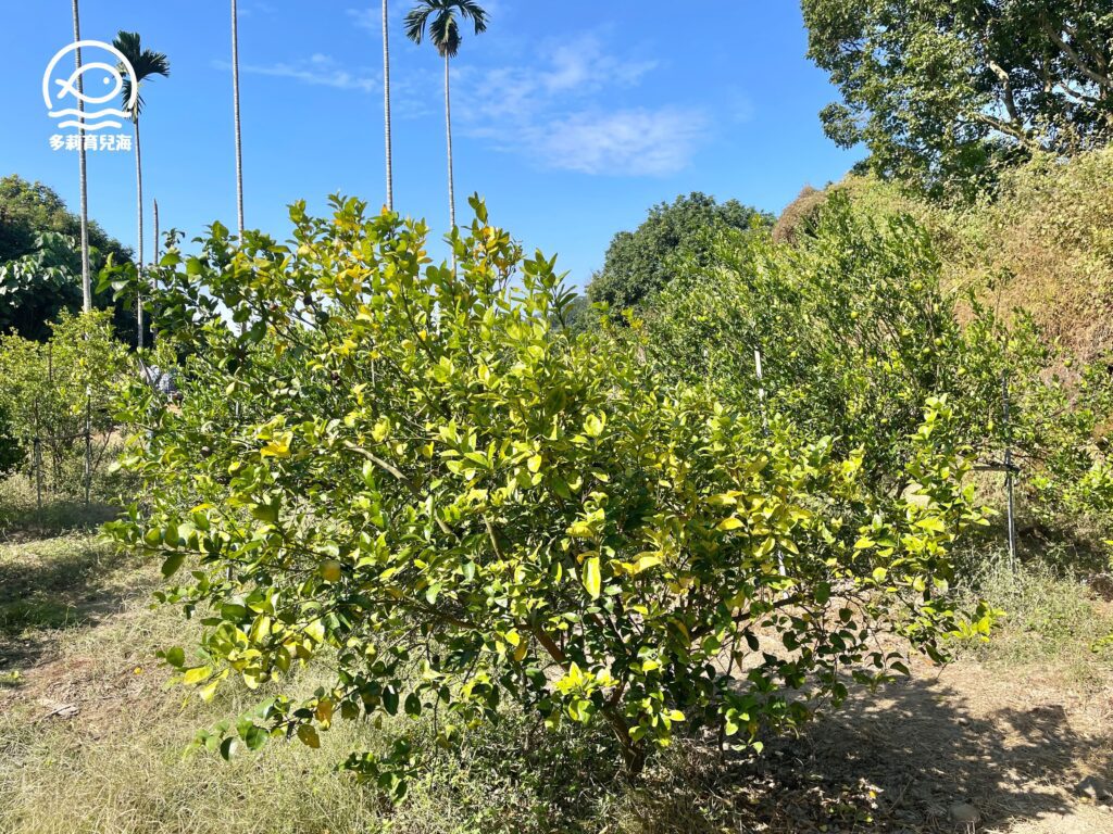 津-南寮椪柑觀光果園