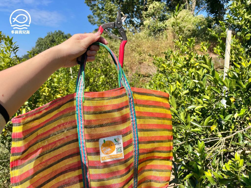 津-南寮椪柑觀光果園