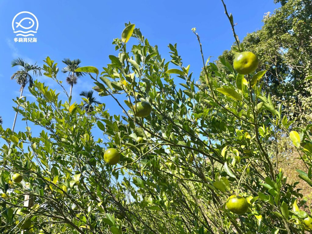 津-南寮椪柑觀光果園
