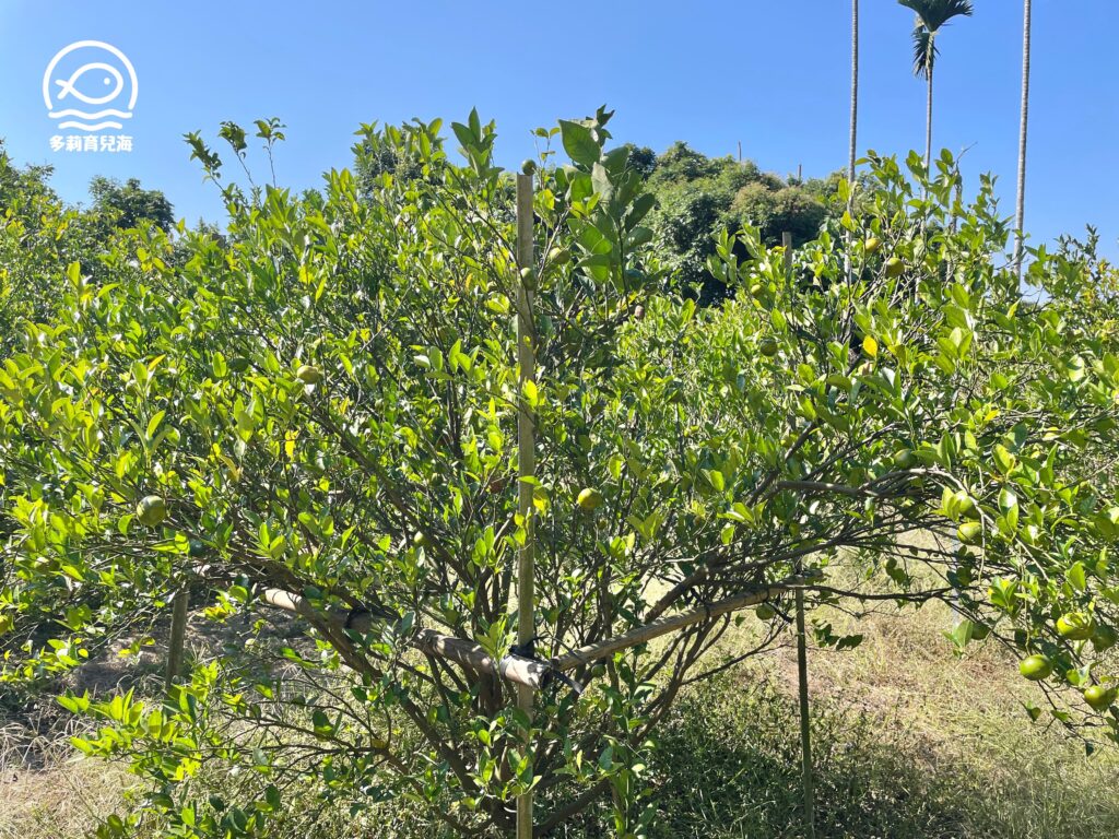 津-南寮椪柑觀光果園