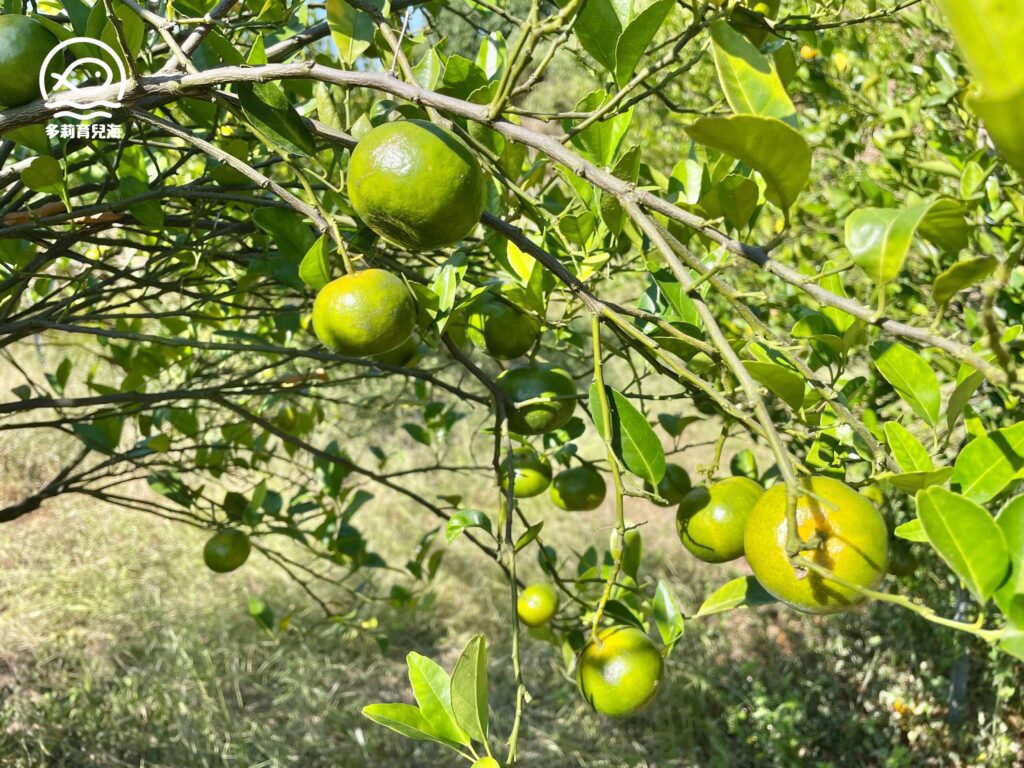 津-南寮椪柑觀光果園