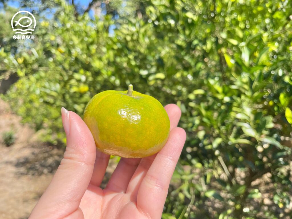 津-南寮椪柑觀光果園