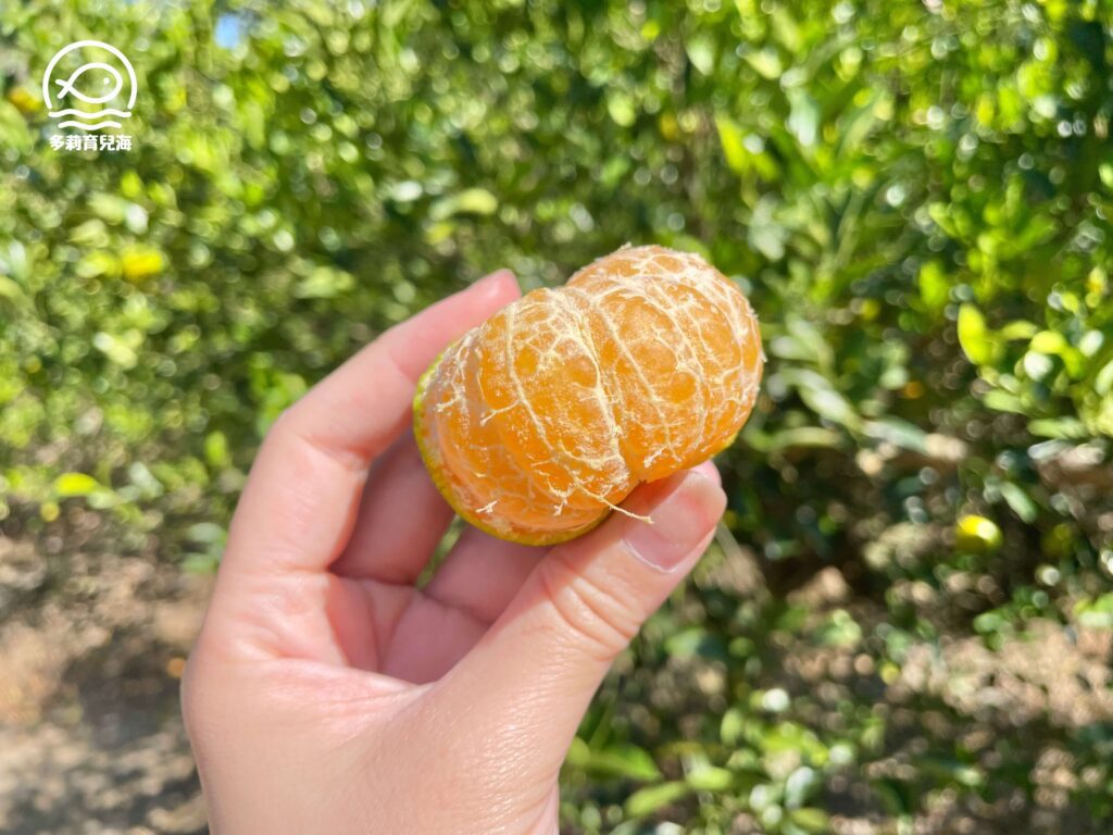 津-南寮椪柑觀光果園