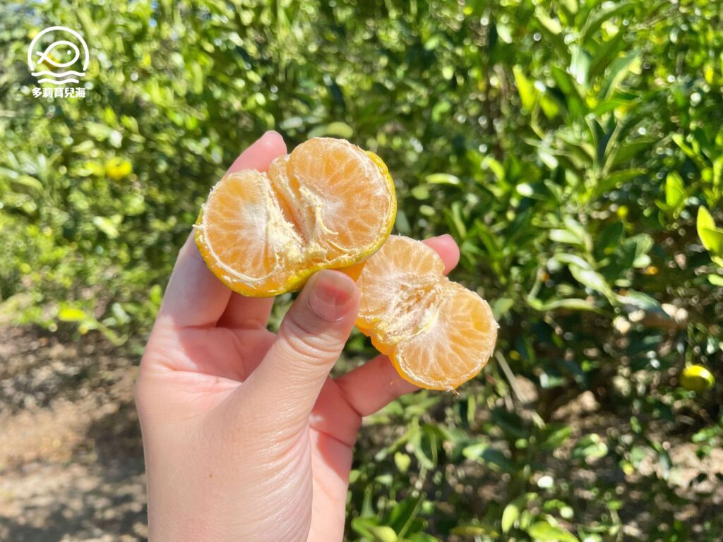 津-南寮椪柑觀光果園