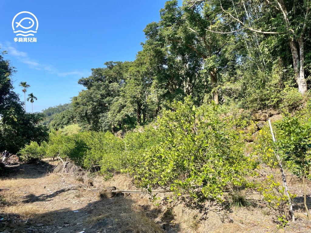 津-南寮椪柑觀光果園