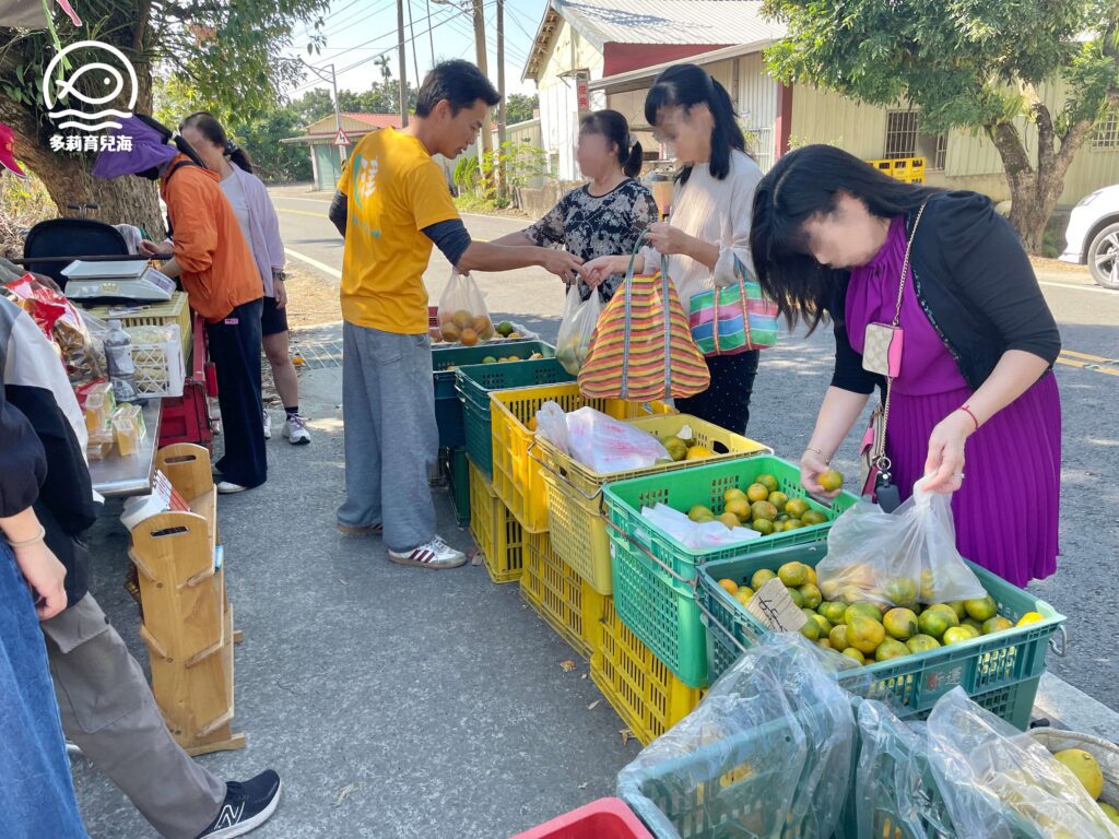 津-南寮椪柑觀光果園