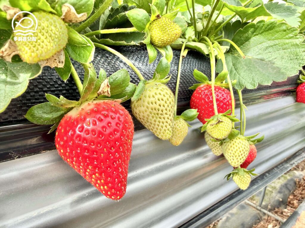 幸福菓子高架草莓園