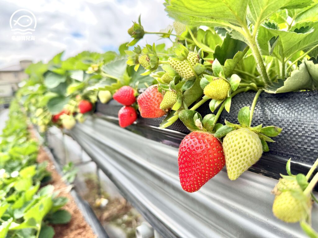 幸福菓子高架草莓園