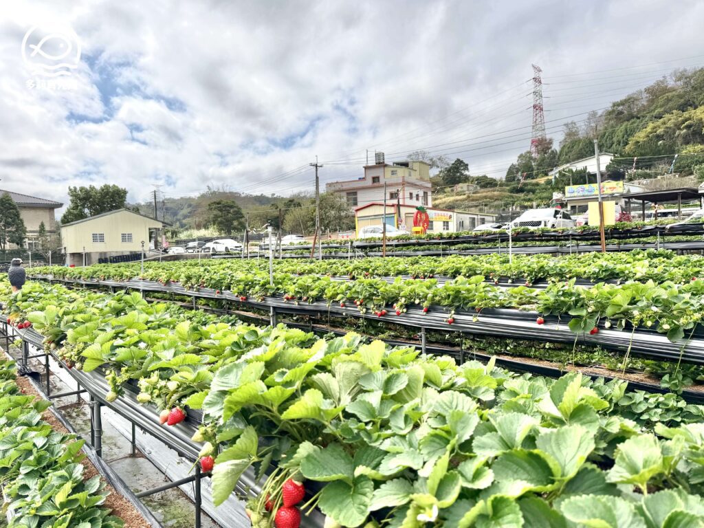 幸福菓子高架草莓園