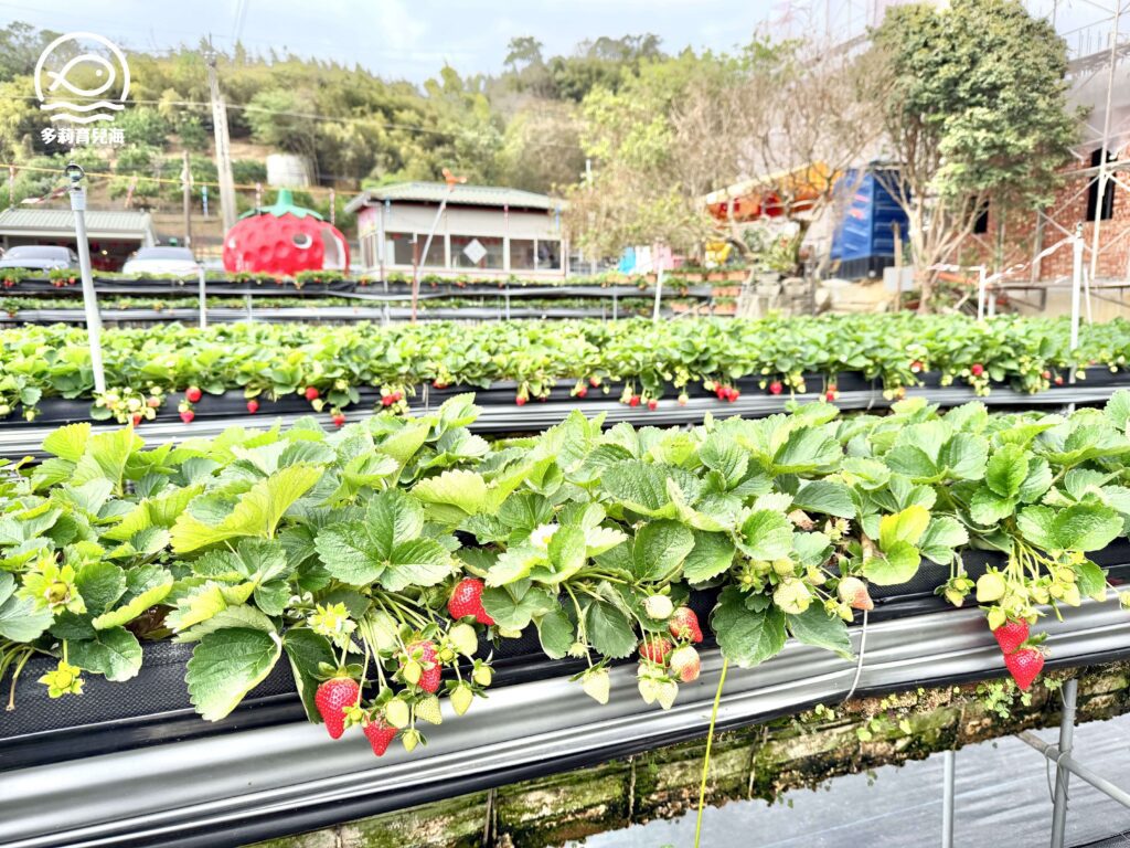 幸福菓子高架草莓園