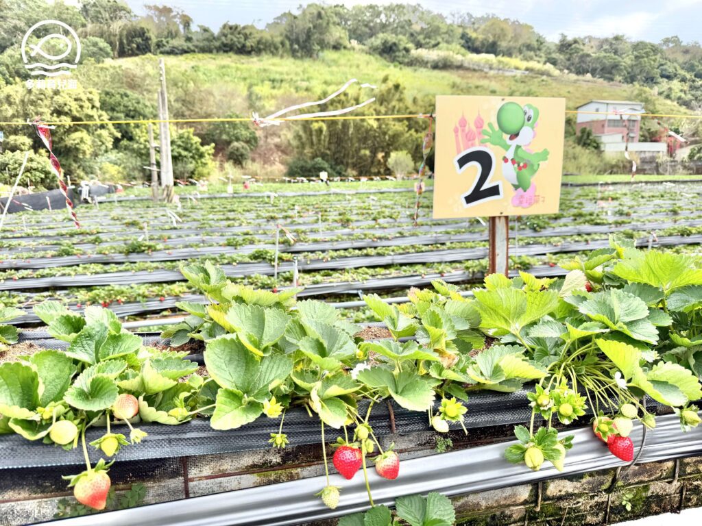 幸福菓子高架草莓園