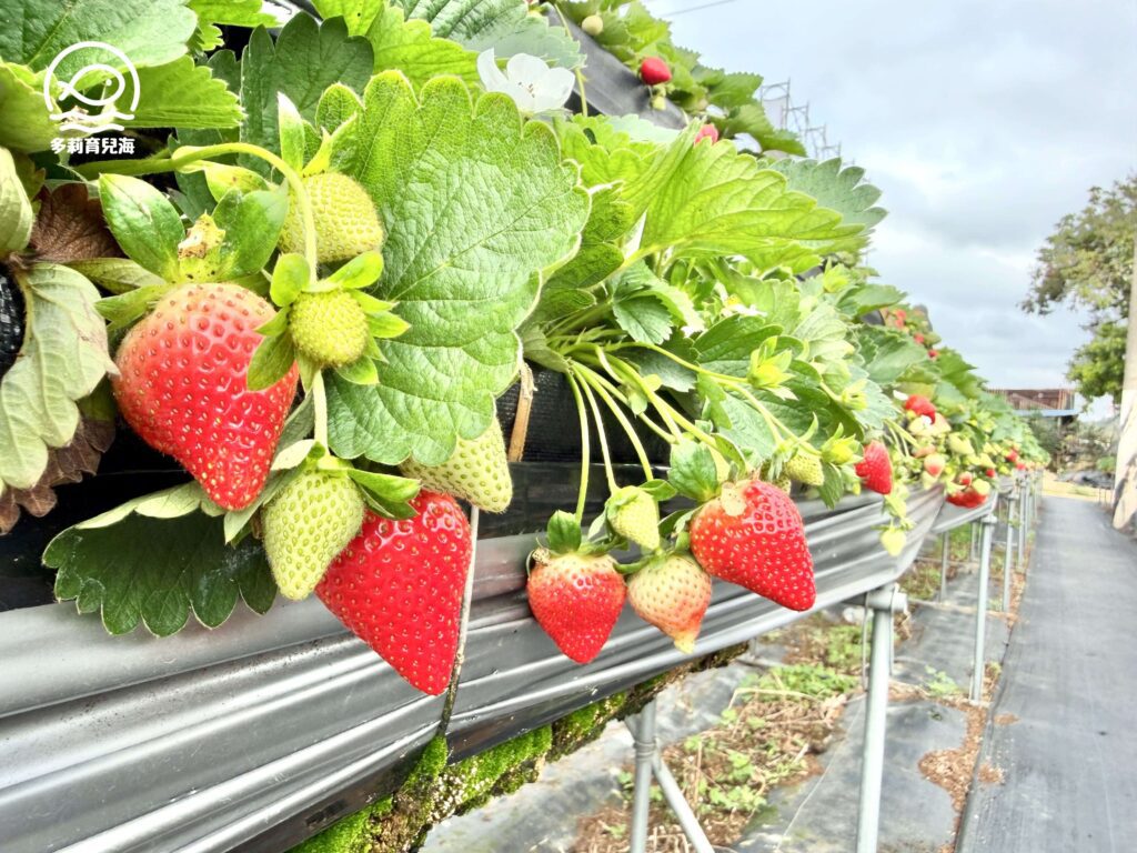 幸福菓子高架草莓園