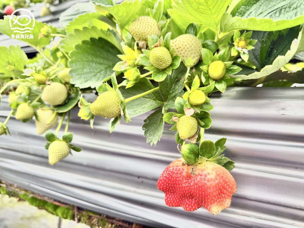 幸福菓子高架草莓園