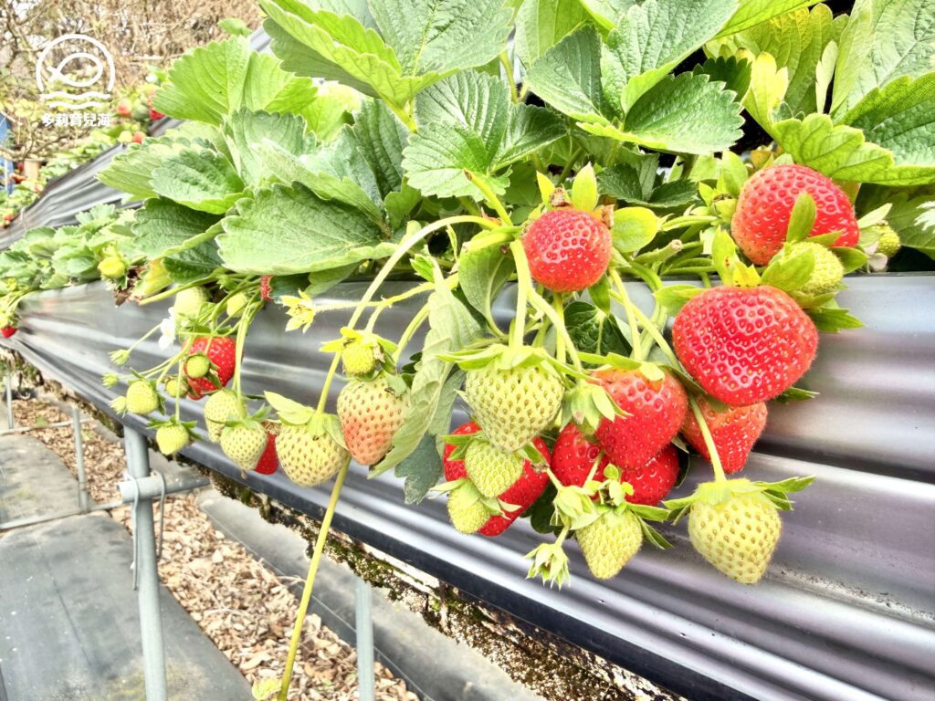 幸福菓子高架草莓園