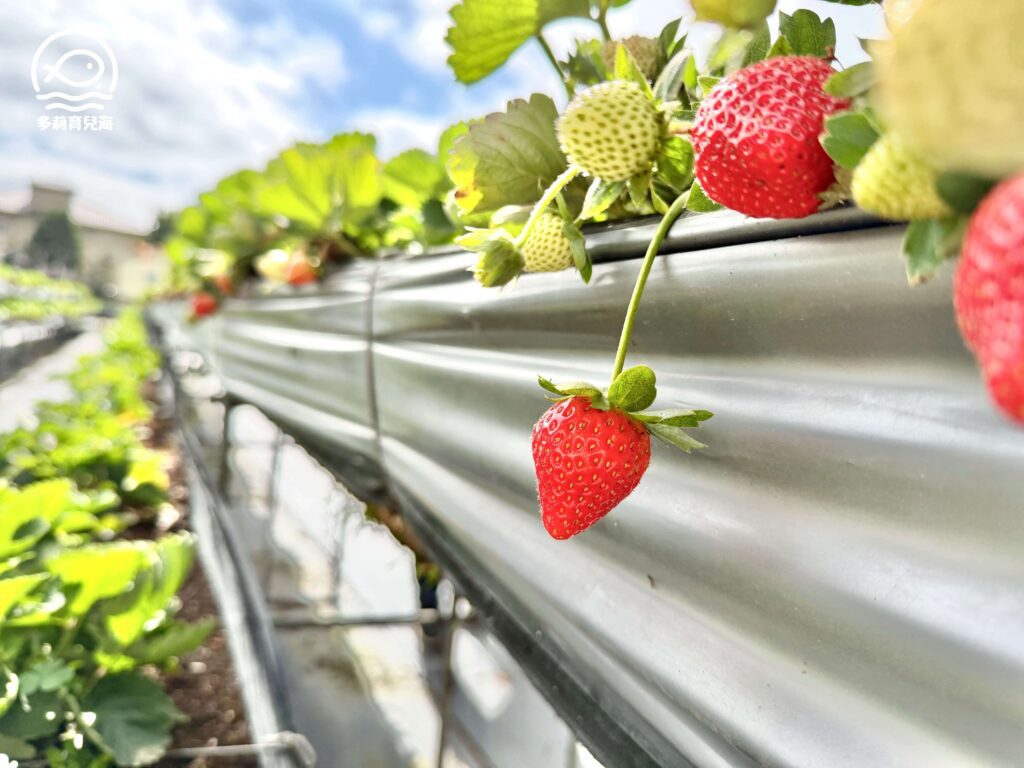 幸福菓子高架草莓園
