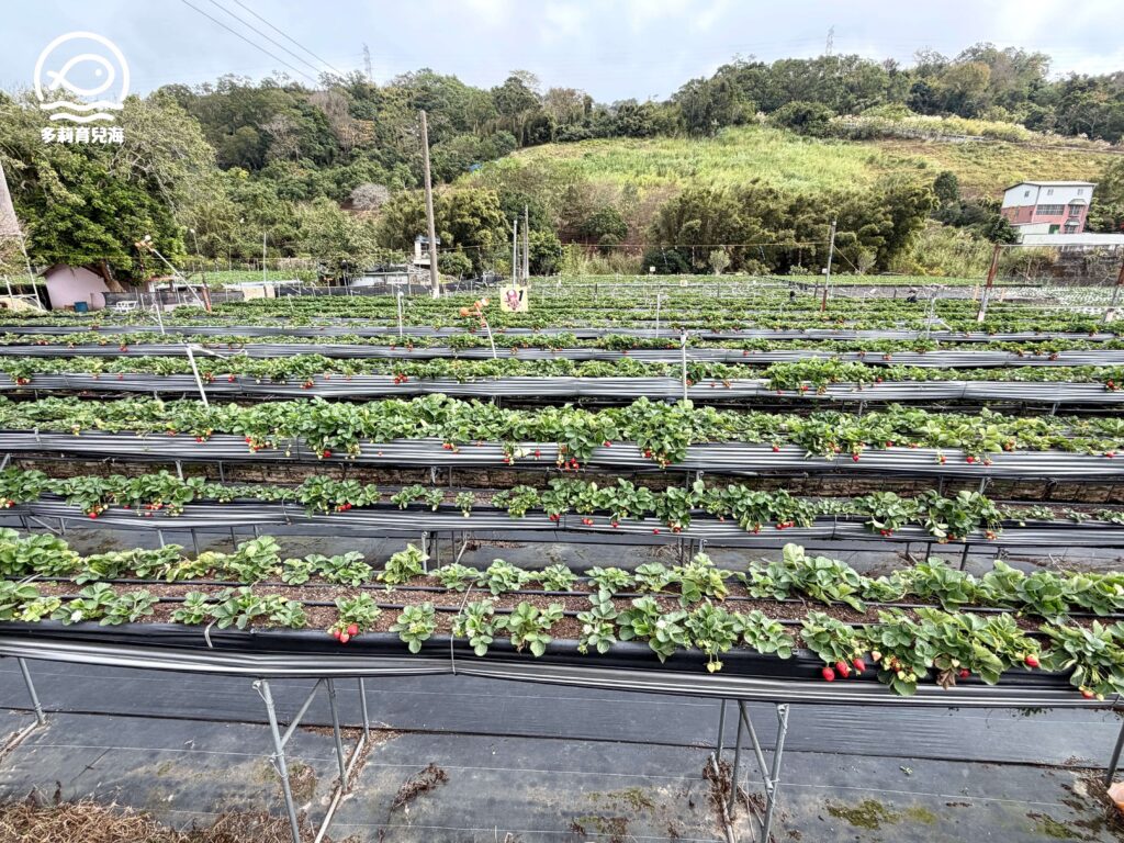 幸福菓子高架草莓園