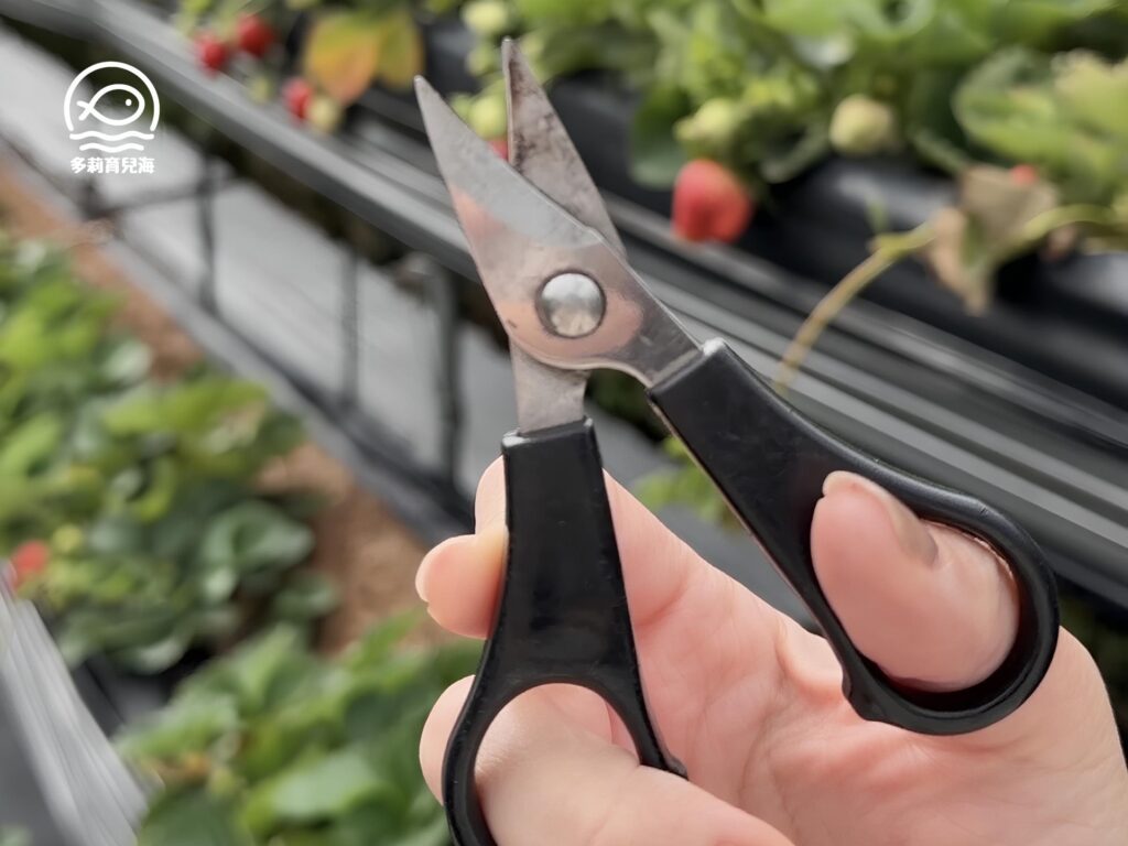 幸福菓子高架草莓園